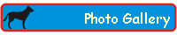 Photo Gallery-